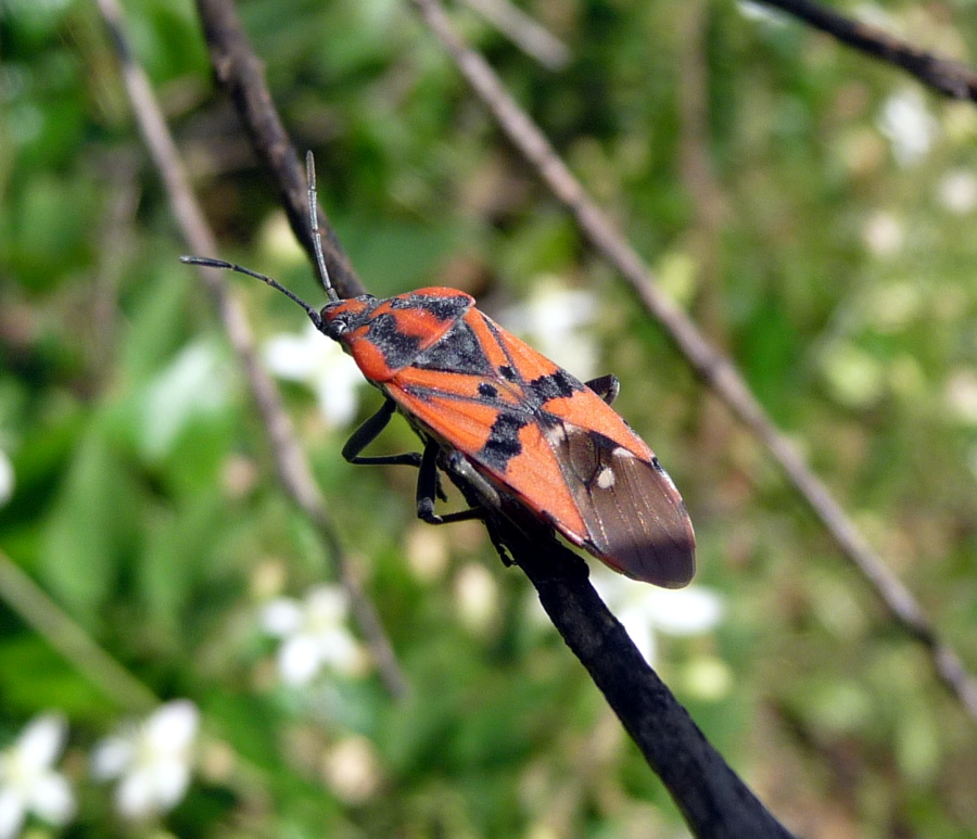 Lygaeidae. Spilostethus pandurus di Livorno